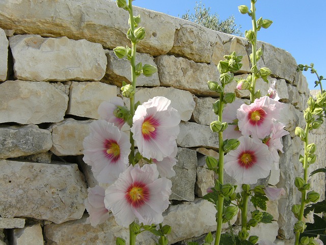 roses trémières Ile de Ré